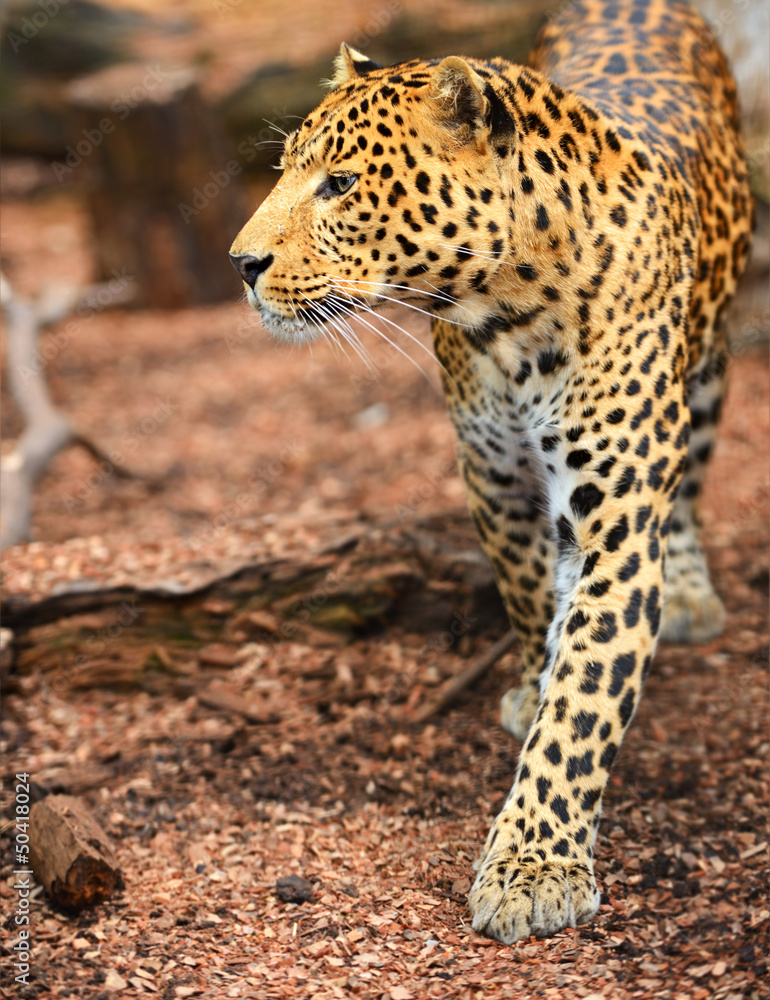 Portrait of leopard Portrait of leopard