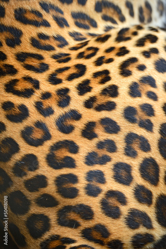 Obraz na płótnie leopard w salonie