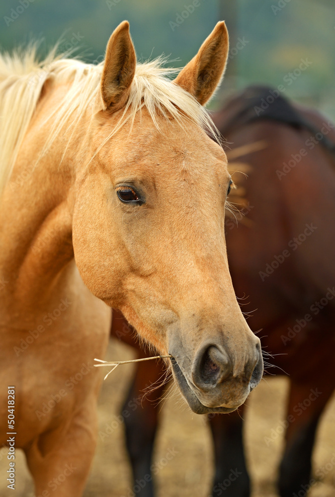 Fototapeta premium Portrait of Horse