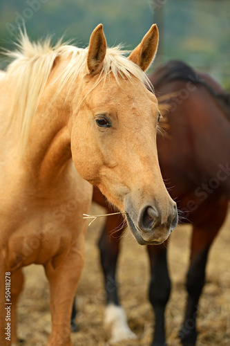 Portrait of Horse © kyslynskyy