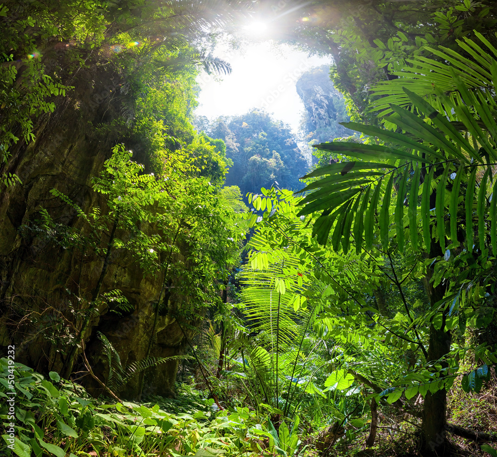 Fototapeta Las tropikalny oświetlony promieniami słońca