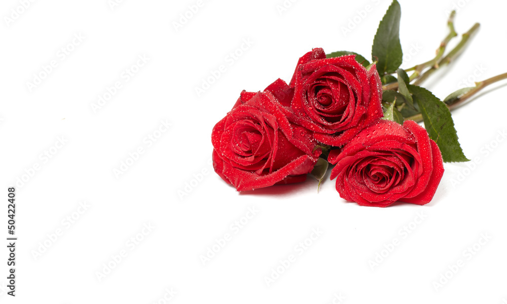 Red rose. Red rose.