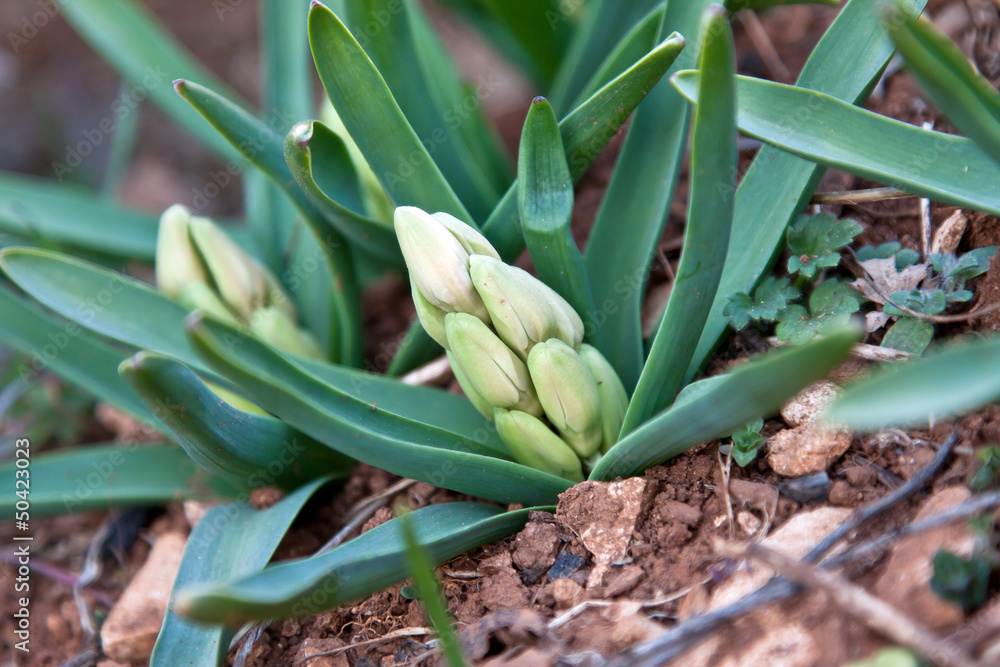 Obraz premium Hyacinth