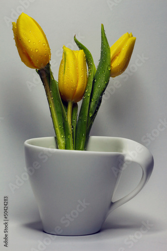 tulipany w filiżance