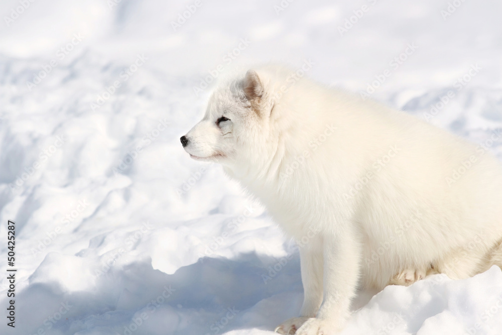 Naklejka premium observation