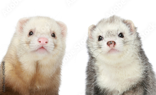 Two Ferrets. Close-up portrait