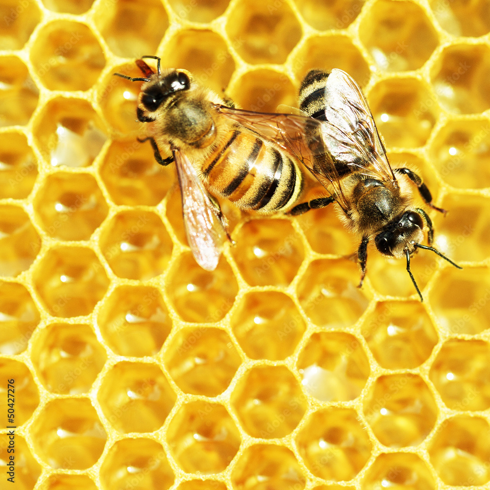 Close up view of the working bees on honey cells - obrazy, fototapety, plakaty 