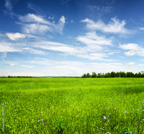 Green field under the blue sky. Summer landscape.