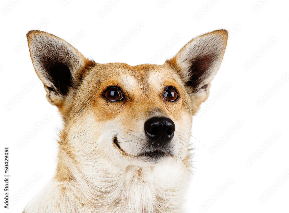 Portrait of a smiling dog. isolated on white