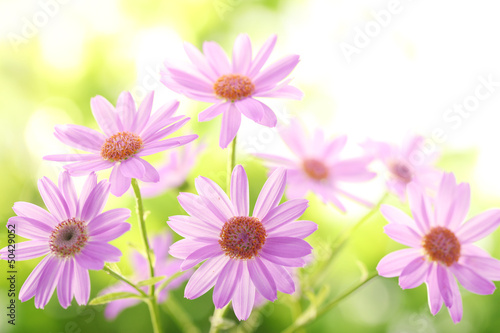 Closeup of daisy flower