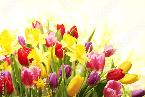 Fototapeta Naklejka Na Ścianę i Meble -  Colorful tulips and daffodils