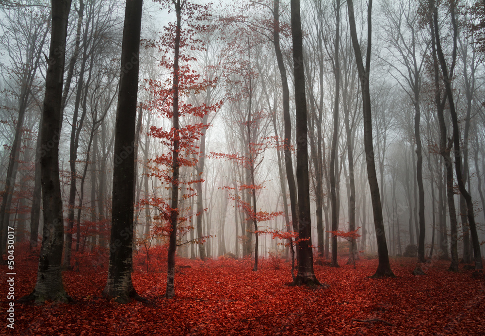 Foggy autumn day intot he forest - obrazy, fototapety, plakaty 