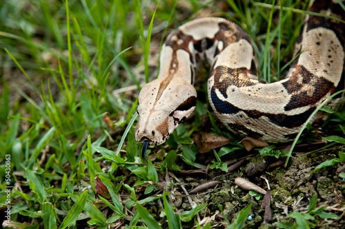 Close up of Columbia boa constrictor.
