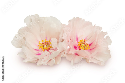 Two peony flowers on white