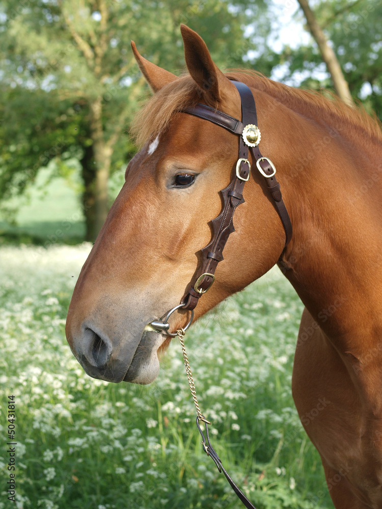 Obraz premium Suffolk Punch Head Shot