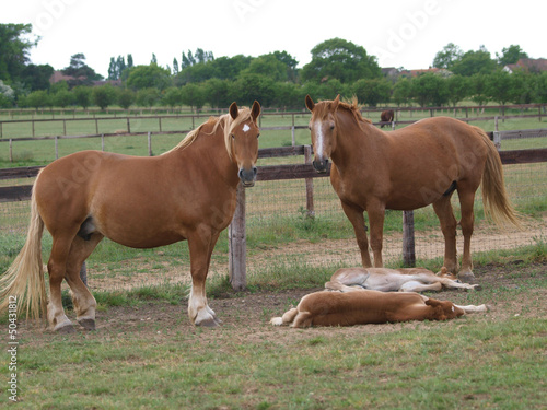 Sleeping Foals