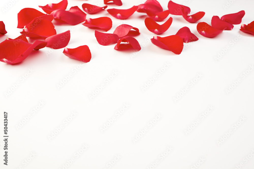 rose petals rose petals