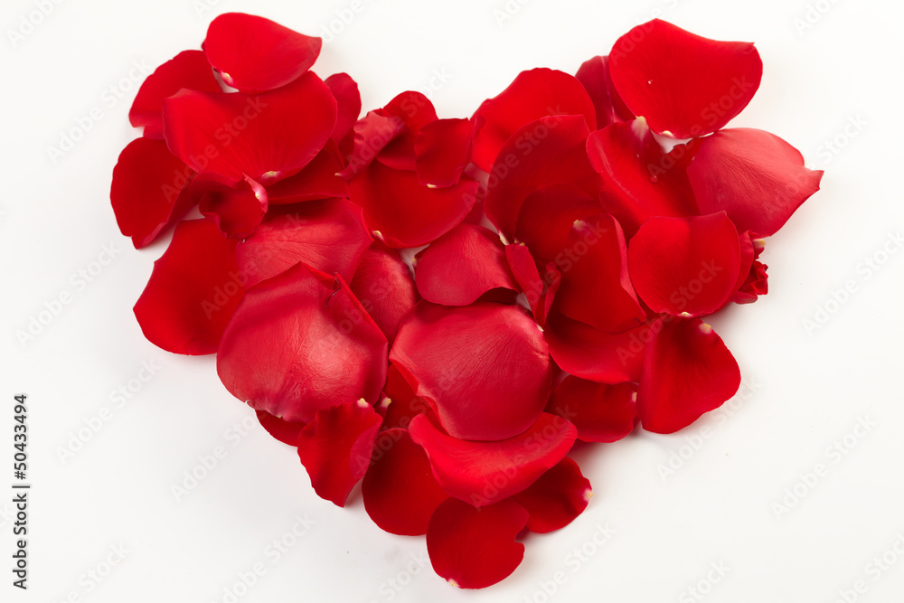 Rose petals background