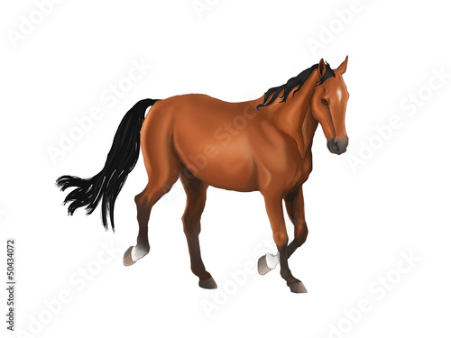 A beautiful horse isolated in white background