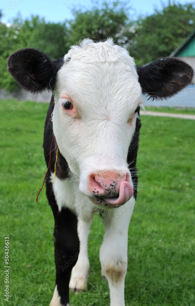 Calf is on a pasture