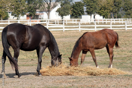 black horse and foal eat hay