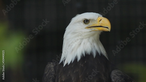 Bald eagle in cage. Cage bars defocused. photo