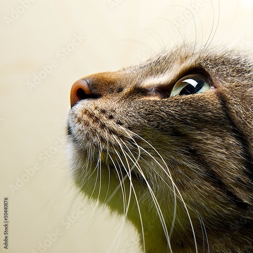 Cat portrait close up, only head crop, looking to the top