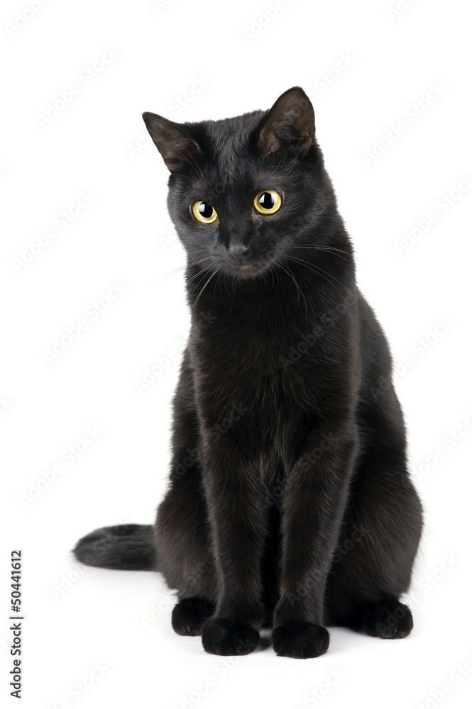 Naklejka premium Cute black cat isolated on white
