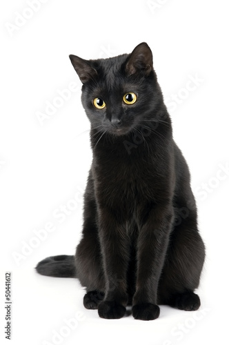 Tablou canvas Cute black cat isolated on white