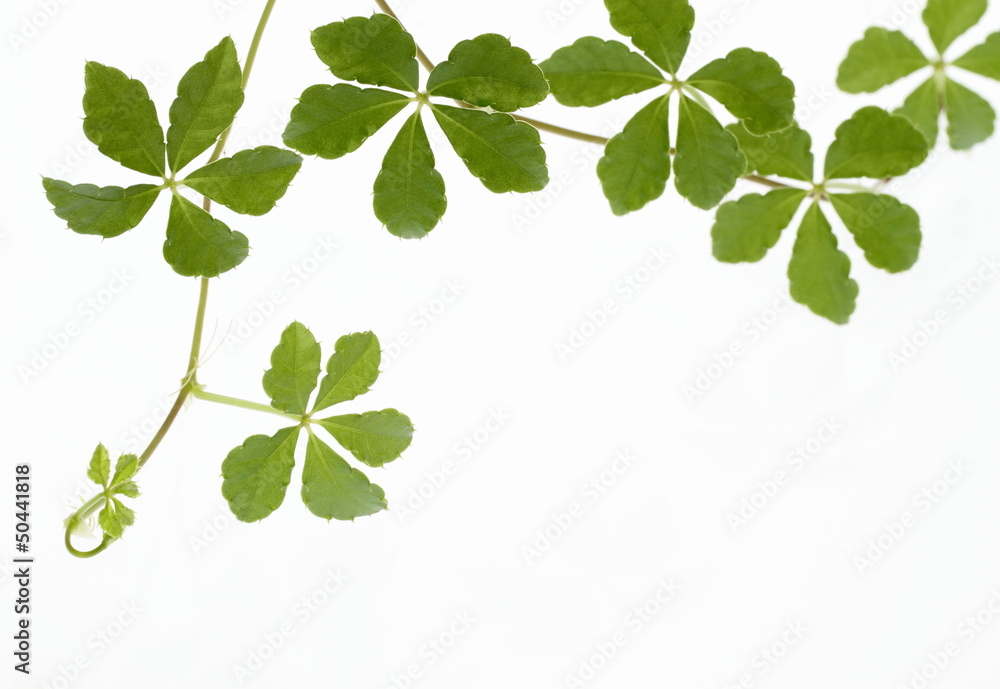Obraz premium Parsenosassus sugarvine background