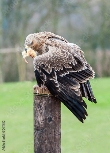 Close up of a Tawny Eagle Eating