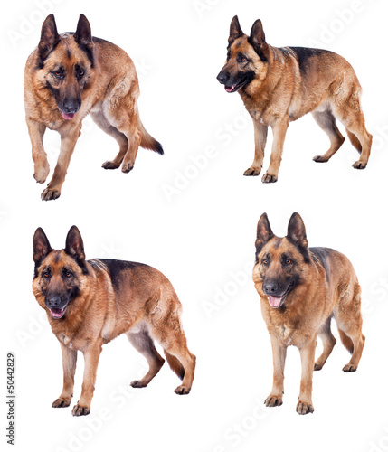 german shepherd collection