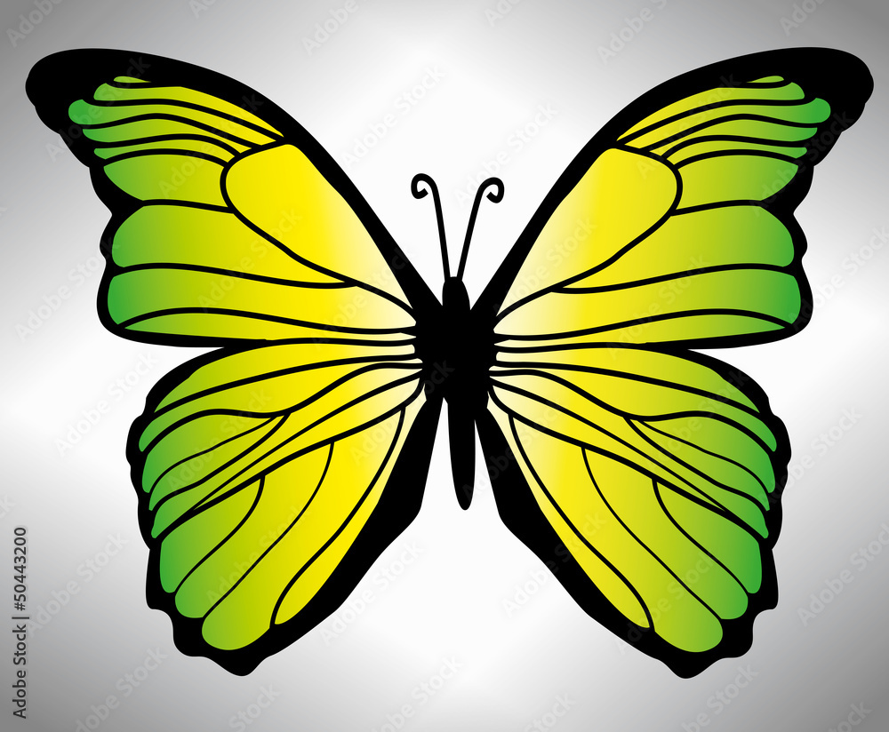 butterfly butterfly