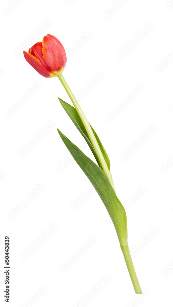 beautiful single tulip beautiful single tulip