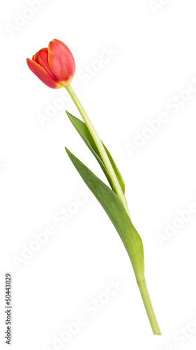 beautiful single tulip