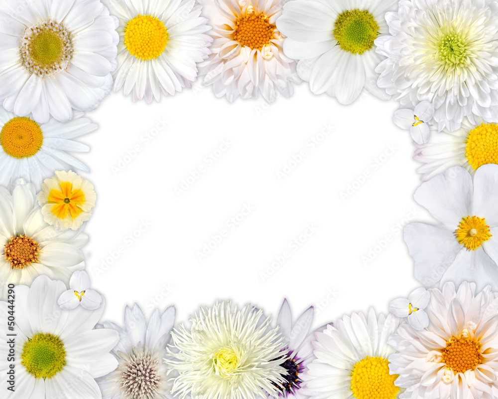 Flower Frame with White Flowers on Blank Background