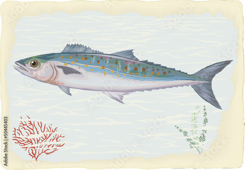 Mackerel on retro style background