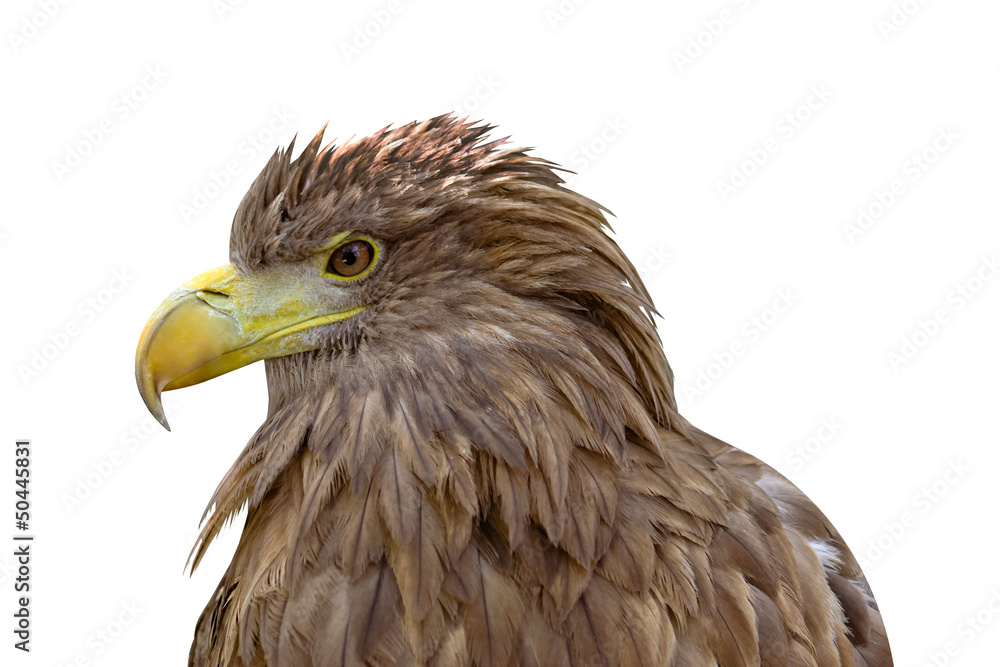 Fototapeta premium head of golden eagle isolated
