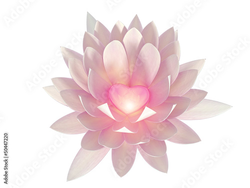 Fototapeta Naklejka Na Ścianę i Meble -  lotus flower on a white background