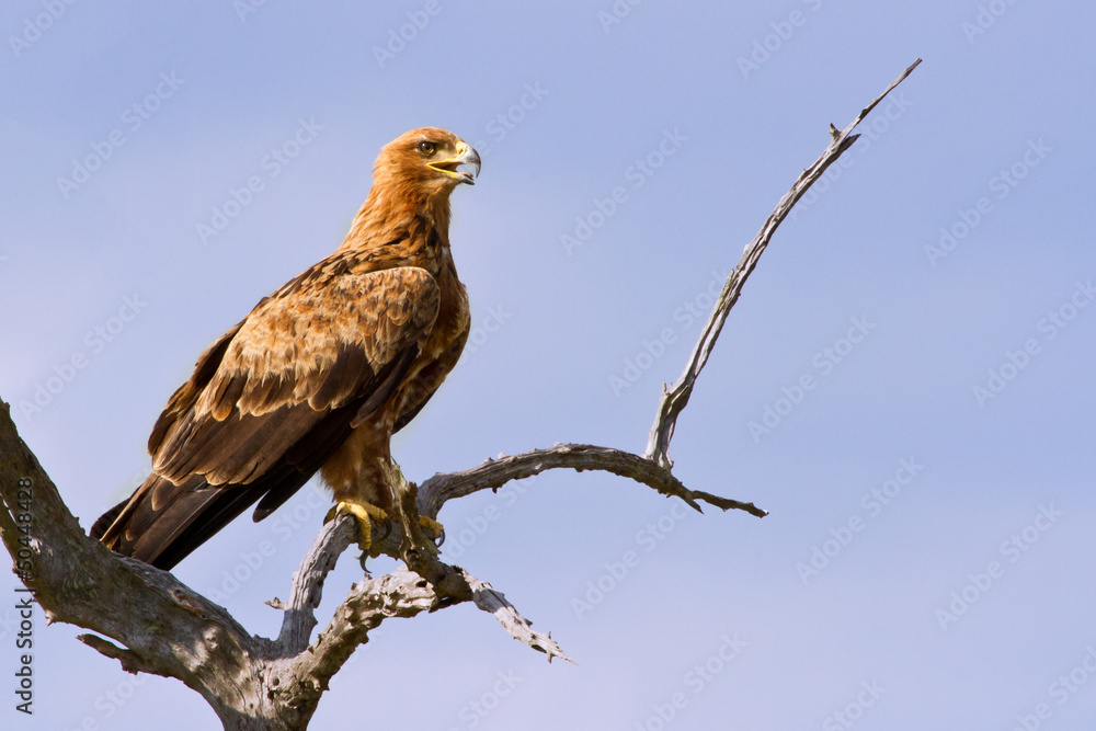 Walhlberg's Eagle sitting on branch Walhlberg's Eagle sitting on branch