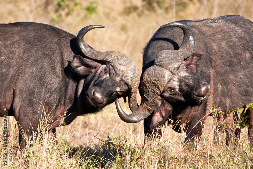 Two cape buffalo figting in long grass