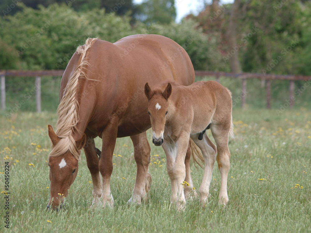 Naklejka premium Mare and Foal