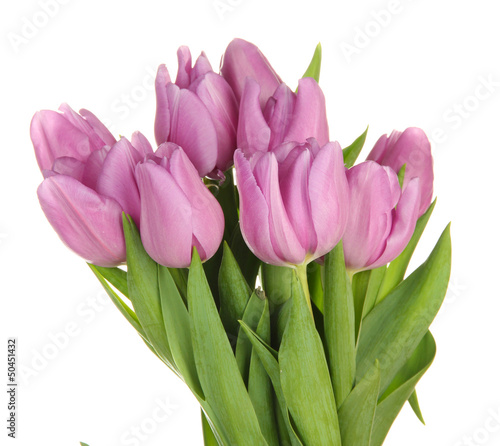 Beautiful bouquet of purple tulips  isolated on white