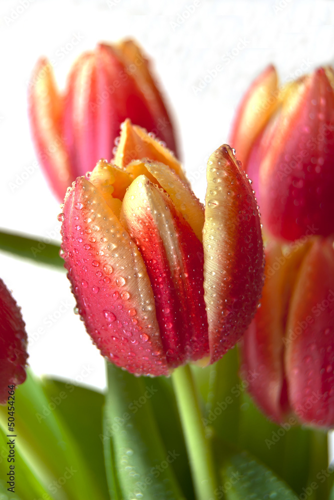 tulips tulips