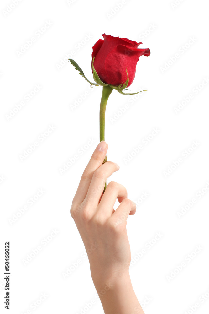 Naklejka premium Beautiful woman hand holding a red rosebud