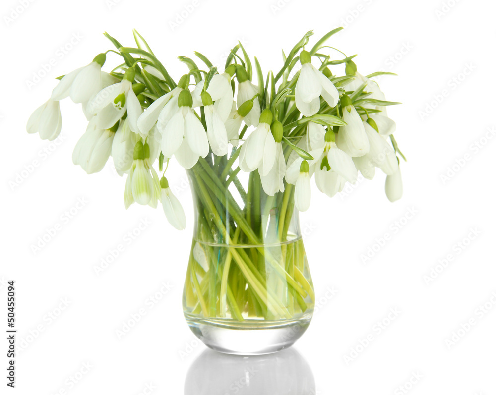 Bouquet of snowdrop flowers in glass vase, isolated on white Bouquet of snowdrop flowers in glass vase, isolated on white