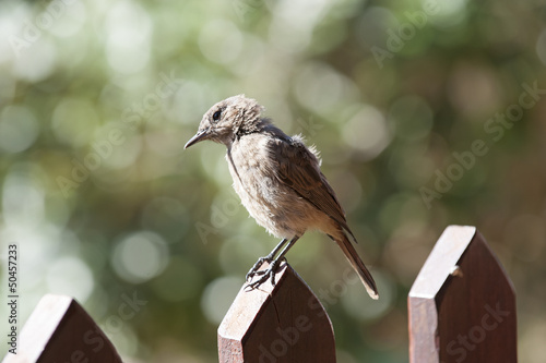 Familiar Chat young bird. Cercomela familiaris photo