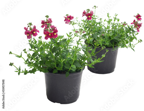 Diascia in a pot on a white background