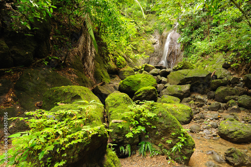 Wild Colombian Darien jungle photo