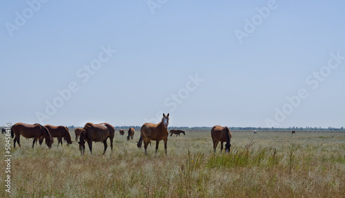 Herd of horses on grassland